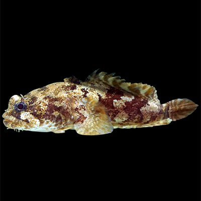 Flat Toadfish