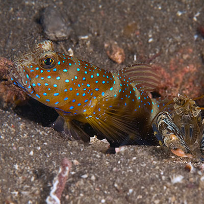 Luther’s shrimpgoby