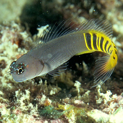 Gulf Blenny