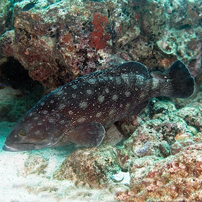 Whitespotted Grouper