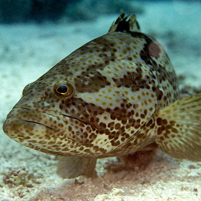 Orangespotted Grouper