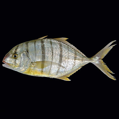 Golden Trevally