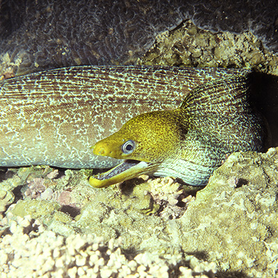 Undulated Moray