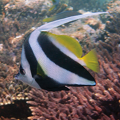 Longfin Bannerfish