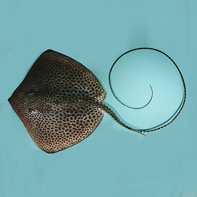 Reticulated Whipray