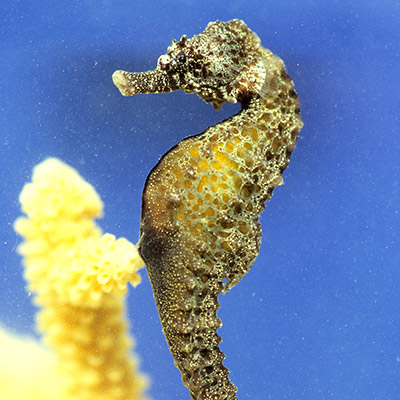 Common Seahorse