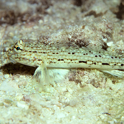 Decorated Goby