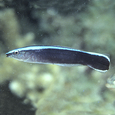 Cleaner Wrasse