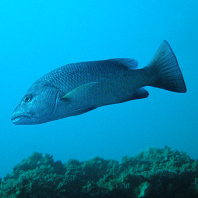 Mangrove Red Snapper