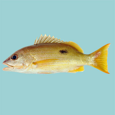 Blackspot Snapper