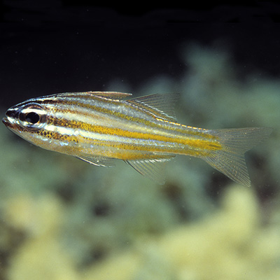 Yellowstriped Cardinalfish