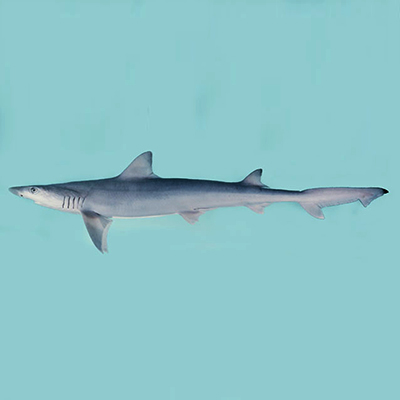 Slender Weasel Shark