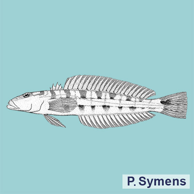 Smallscale Sandperch