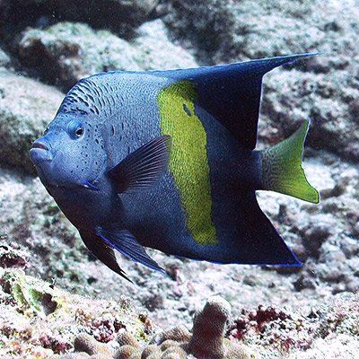 Yellowbar Angelfish