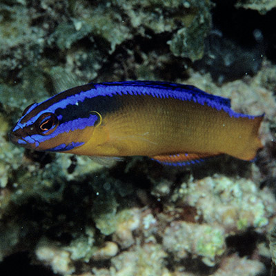 Orange Dottyback