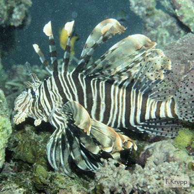 Military Turkeyfish