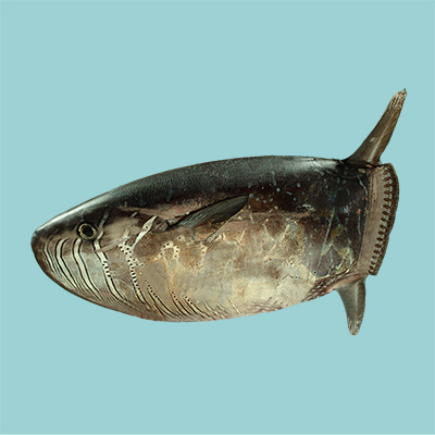 Slender Sunfish