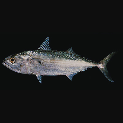 Indian Mackerel