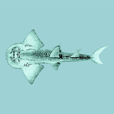 Bowmouth Guitarfish
