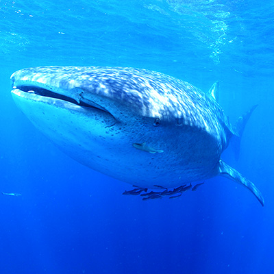 Whaleshark