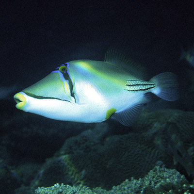 Picasso Triggerfish