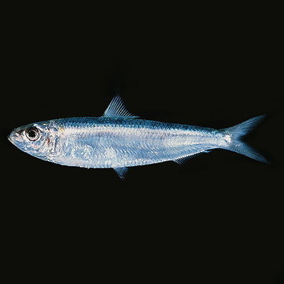 Goldstripe Sardinella