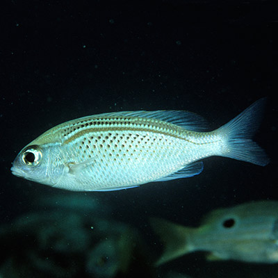 Arabian Monocle Bream