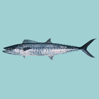 Narrowbanded Spanish Mackerel