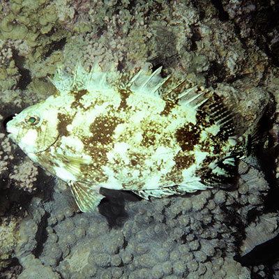 White-spotted Spinefoot