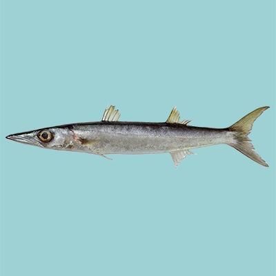 Sawtooth Barracuda