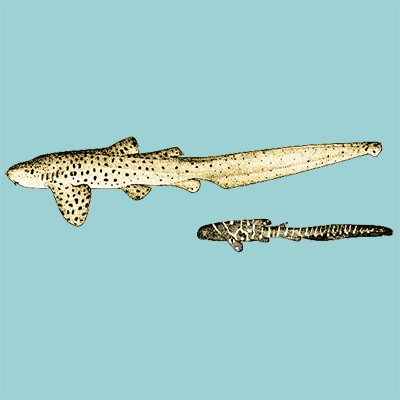 Zebra Shark