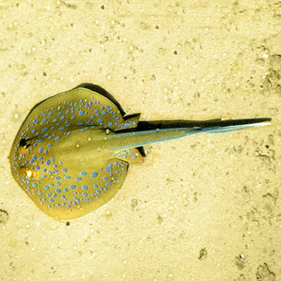 Ribbontail Stingray