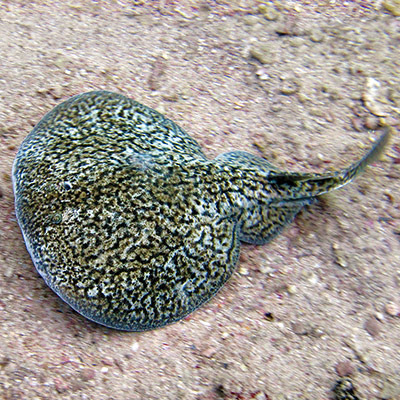 Marbled Electric Ray