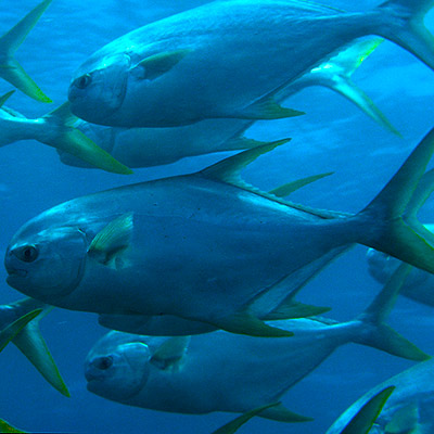 Snubnose Pompano