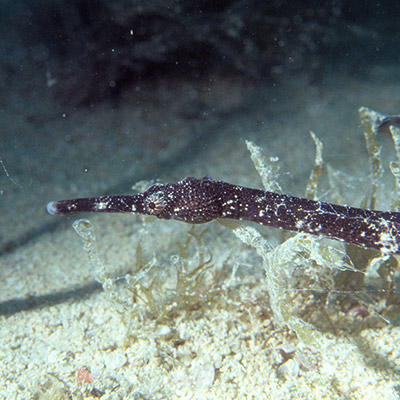 Double-ended Pipefish