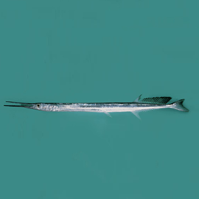 Hound Needlefish