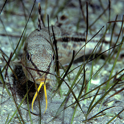 Pearly Goatfish