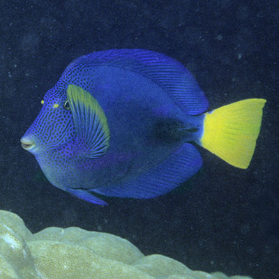 Yellowtail Surgeonfish