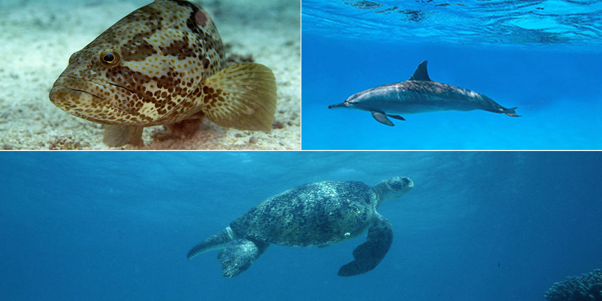 Vertebrates