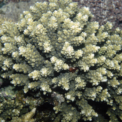 Acropora arabensis