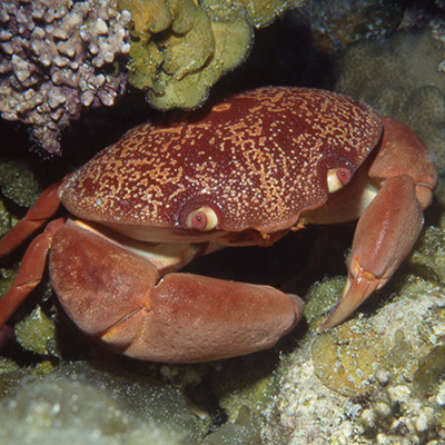 Carpilius convexus