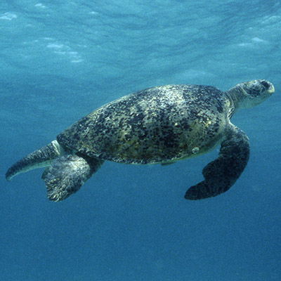 Chelonia mydas