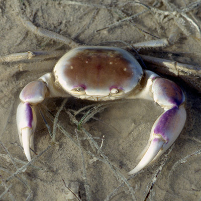 Eurycarcinus orientalis