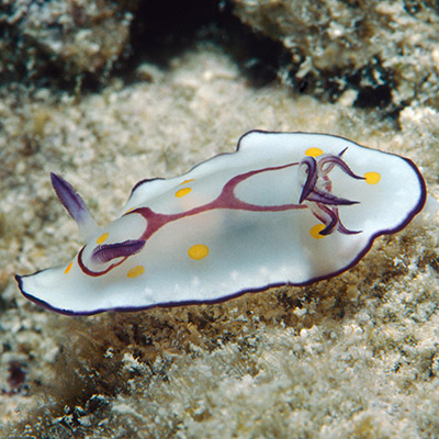 Goniobranchus annulatus