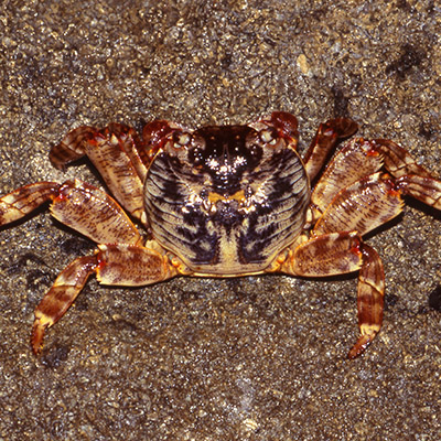 Grapsus albolineatus