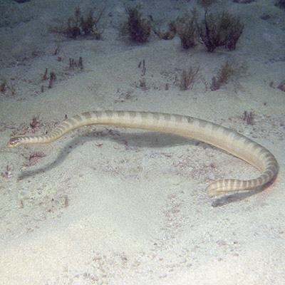 Hydrophis lapemoides