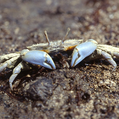 Macrophthalmus depressus