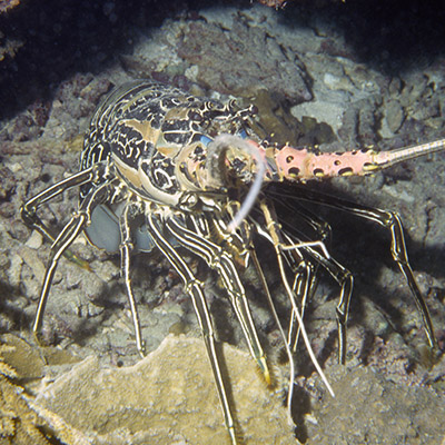 Panulirus versicolor