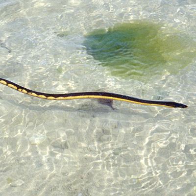 Pelamis platura