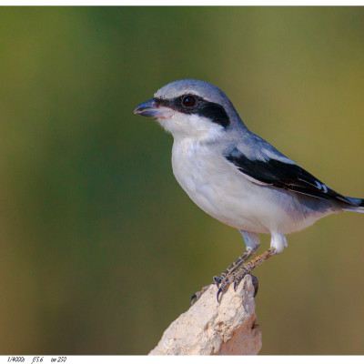 Shrike, Southern Grey